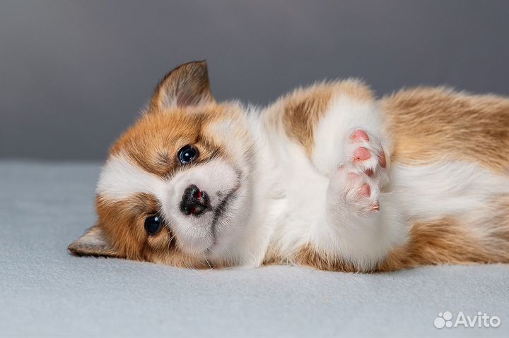 Щенки коржики