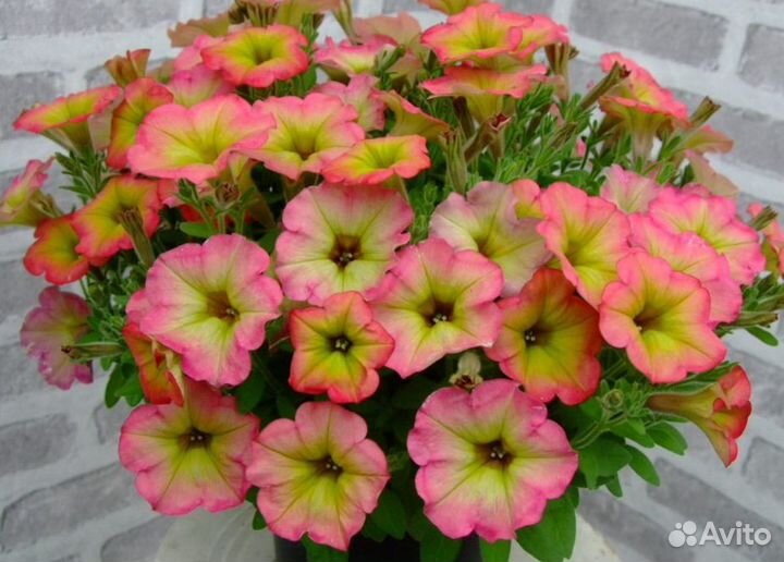 Вегетативная петуния, бакопа, немезия