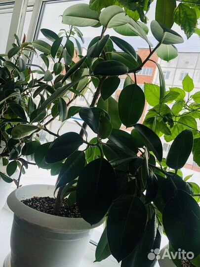 Комнатные растения