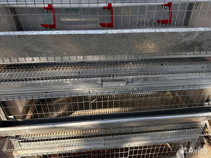 Клетки для перепелов