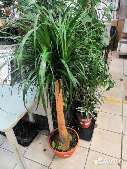 Бокарнея - Нолина. Оптом и в розницу