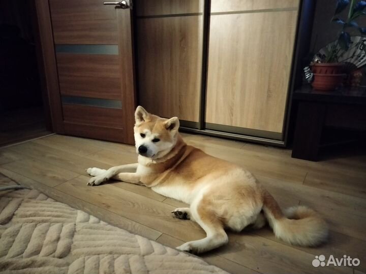 Собачья шерсть пух