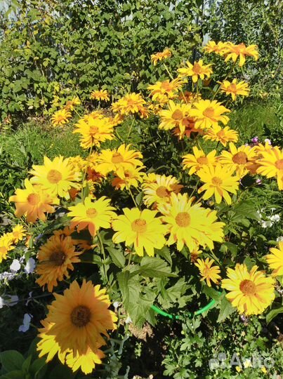 Таволга,вероника,астрация,рудбекия,гелеопсис, геле