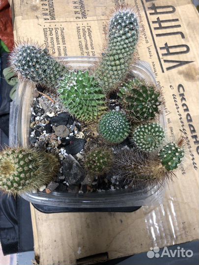 Кактусы в наборе