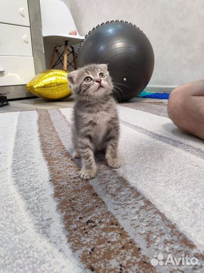 Шотландская вислоухая кошка