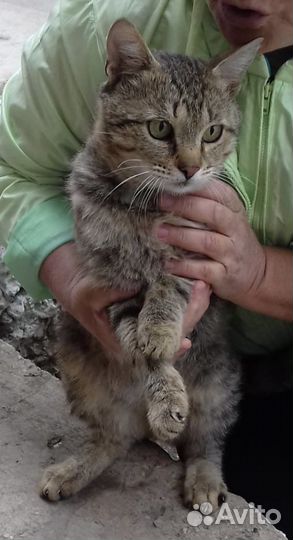 Ищем дом котику