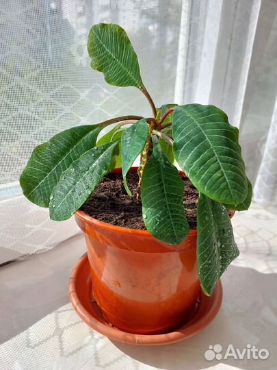 Молочай или пальма