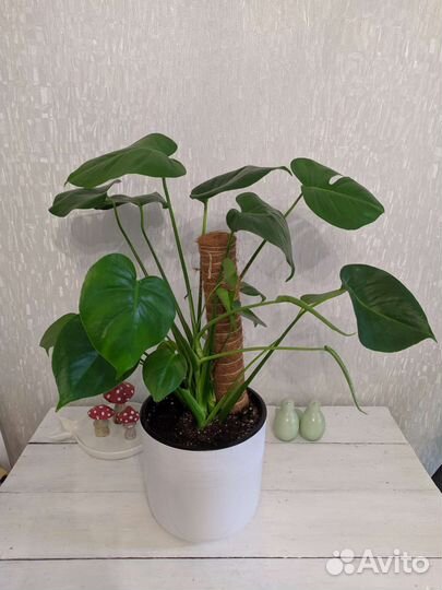 Монстера. Фикус Бенжамена. Держатель настенный