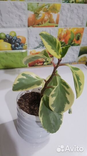 Продам пеперомию Variegata