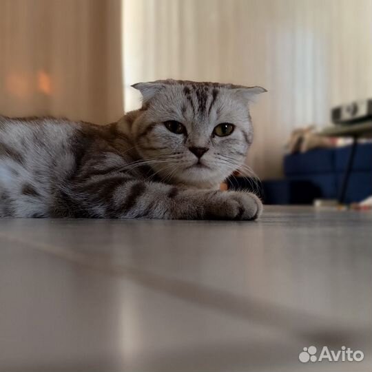 Шотландские вислоухие котята бесплатно