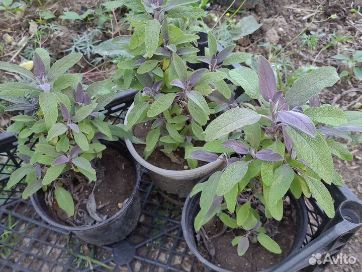 Шалфей пурпурный