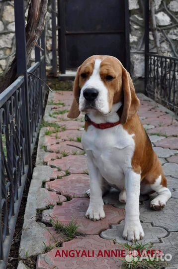 Щенки Бигль