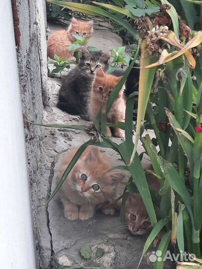 Отдам котят в добрые руки