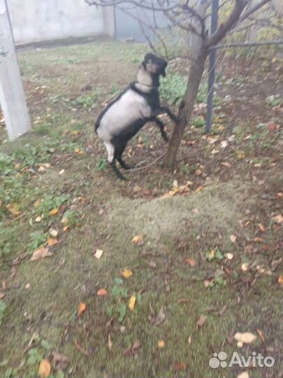 Козел на случку