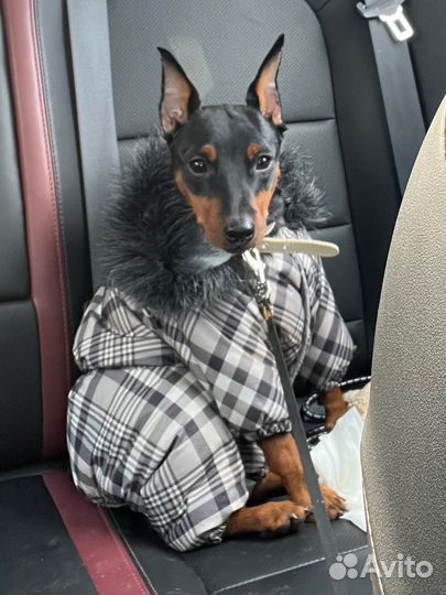 Цвергпинчер