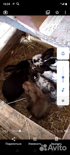 Продам кроликов