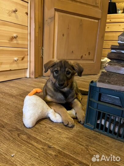 Джулия (стерилизованная) 2,5 месяца