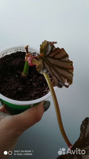 Бегония - Даун Хом (Down Нomе)