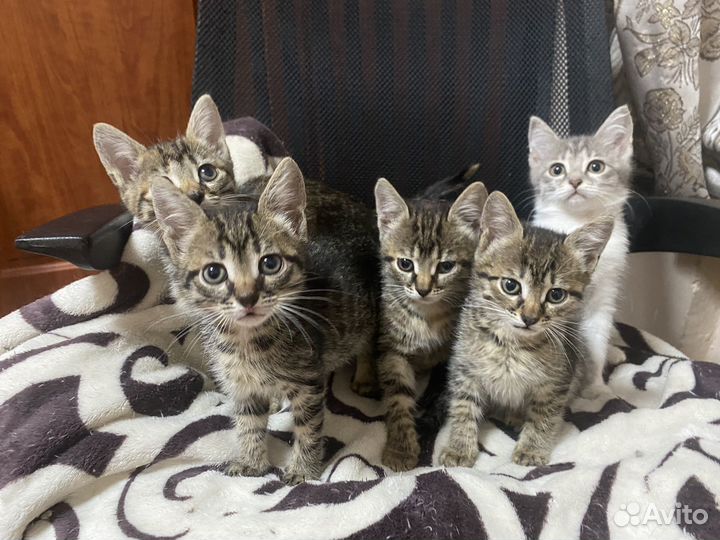 Котята в добрые руки