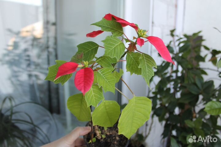 Комнатные растения