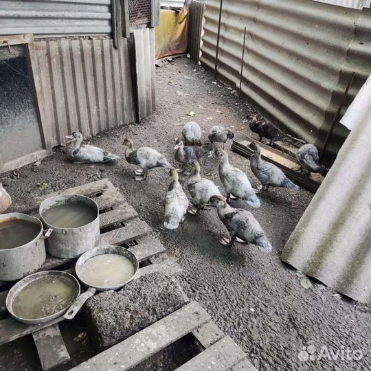 Индоутка - мускусная утка,утята