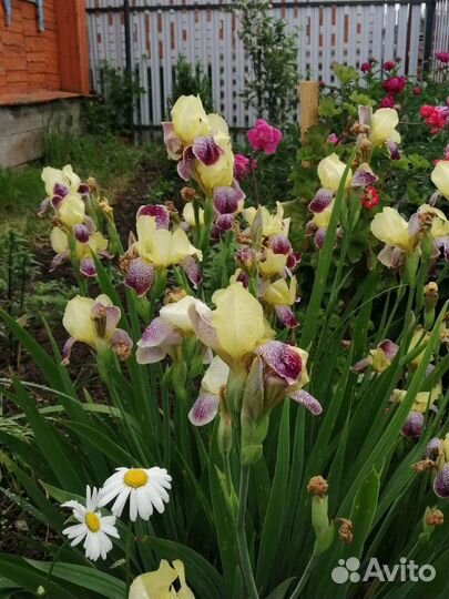 Ирисы желтого и голубого цвета