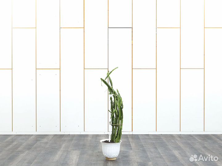 Кактус Молочай