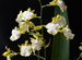Орхидея Oncidium Hawaiian Sunset 'Oro Verde'