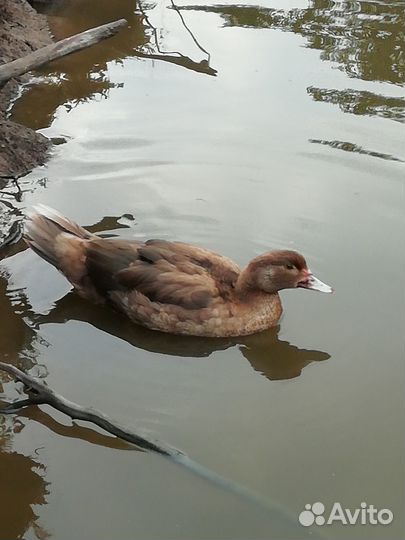 Индоутки тяжёлой линии