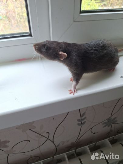 Крыса дамбо