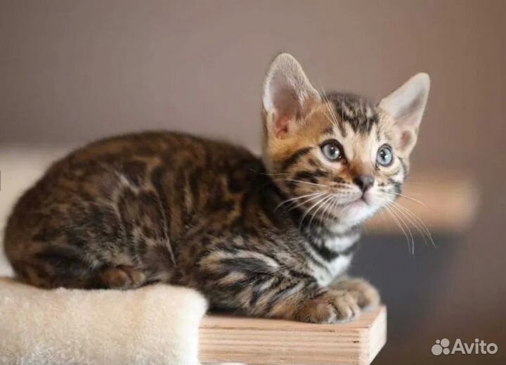 Бенгальские котята