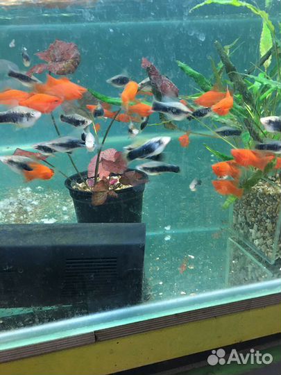 Флаговые меченосцы. Пецилии Гавайские