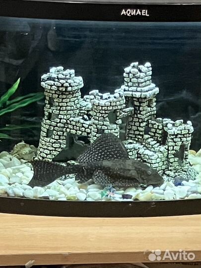 Аквариум