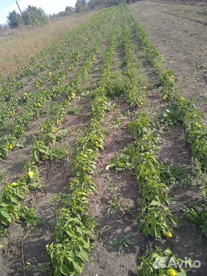 Перец болгарский оптом