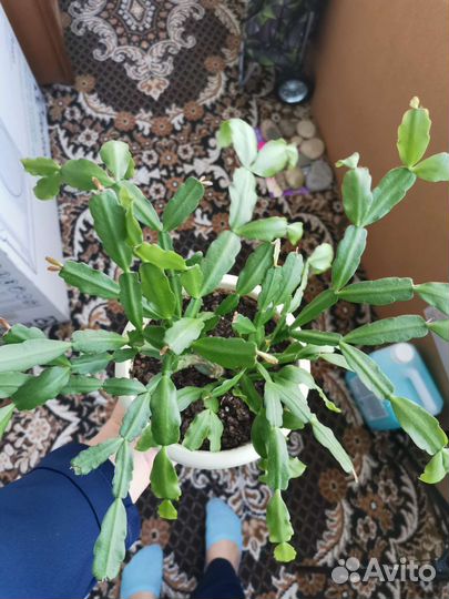 Декабрист (рипсалидопсис)