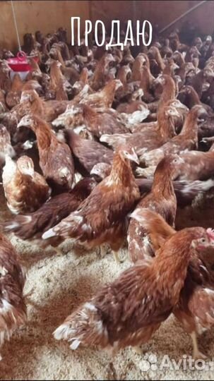 Цыплята бройлеры, гусята,утята, индюшата,куры