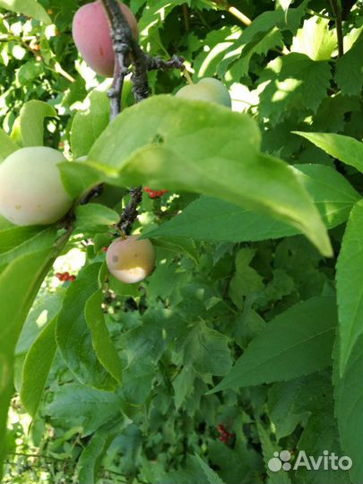 Продам саженцы жёлтой сливы