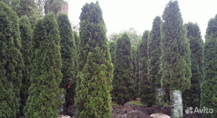 Туи Колумна оптом