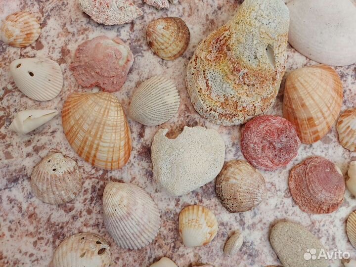 Килограмм ракушек
