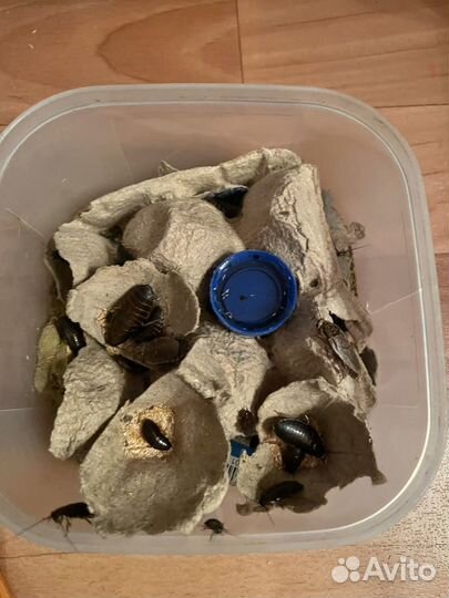 Мраморные тараканы