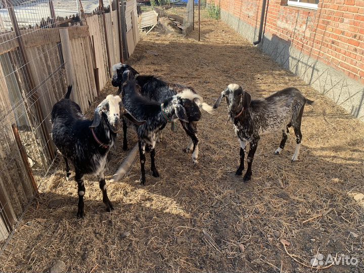 Англо нубийские козы