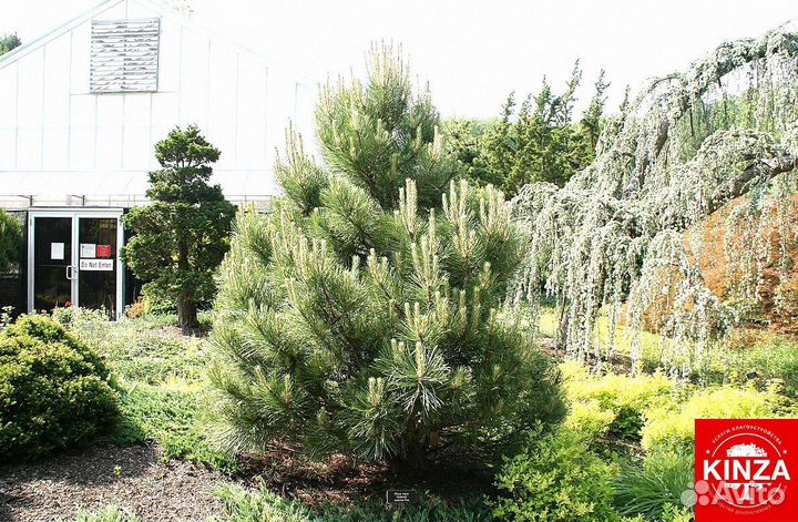 Сосна чёрная для дачи и дома