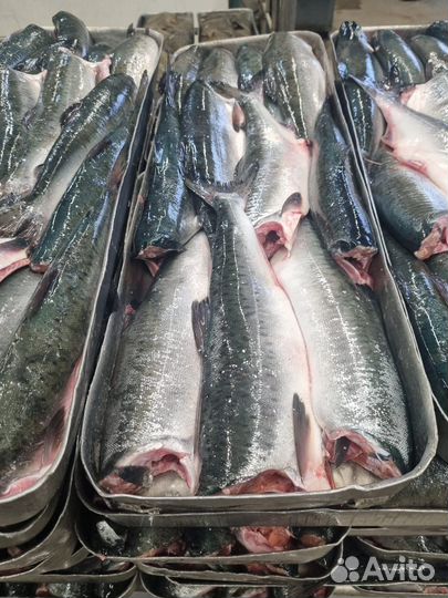 Свежая рыба красная Камчатка