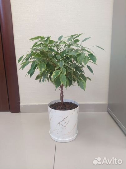 Фикус бенджамина плетеный пёстрый