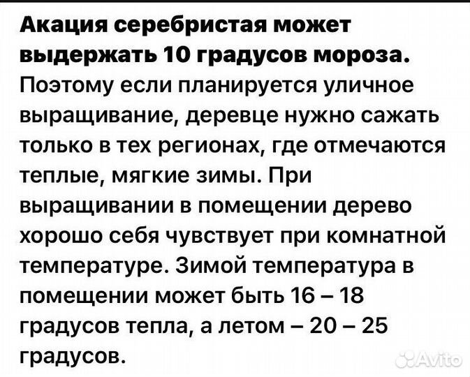 Акация серебристая - семена