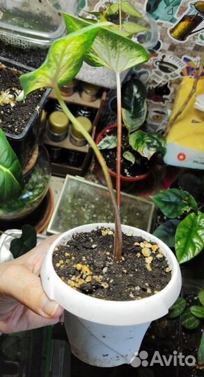 Каладиум White Wonder