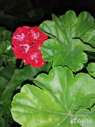 Декор цветы