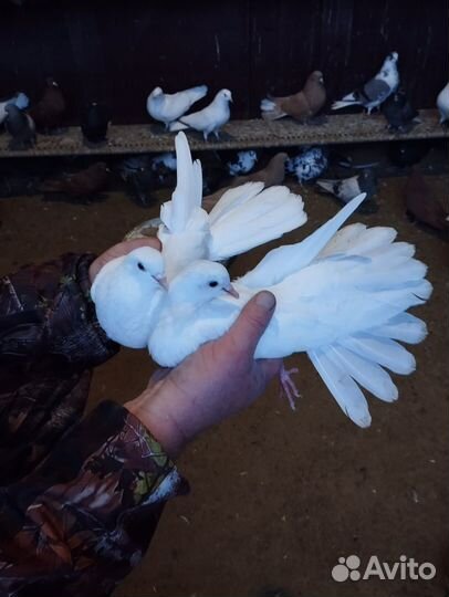 Продажа голубей