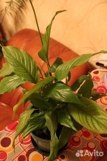 Спатифиллум (женское счастье)