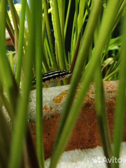 Аквариумные рыбки оз. Танганьика